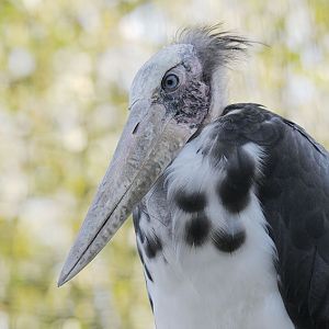 Lesser adjutant stork