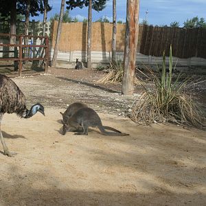 Australian enclosure