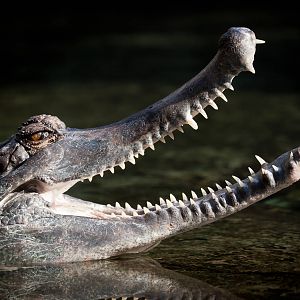 False Gharial - Monsoon Forest - 27/09/2015