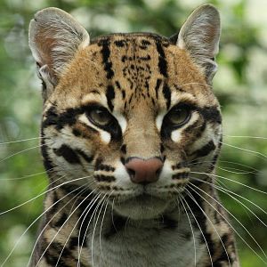 Ocelot - 23rd September 2015