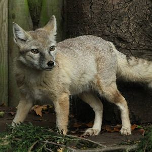 Corsac Fox - 23rd September 2015