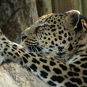 African Leopard - 23rd September 2015