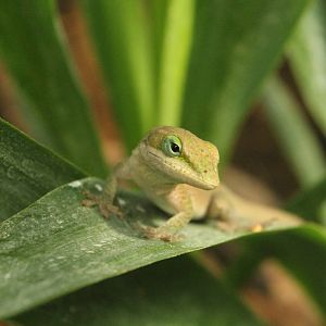Green Anole - 27th September