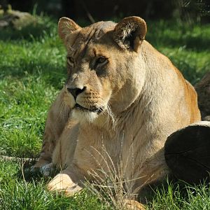 African Lioness - 27th September 2015