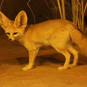 Fennec Fox - 27th September 2015