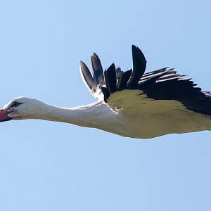 White stork : Whipsnade : 27 Sep 2015