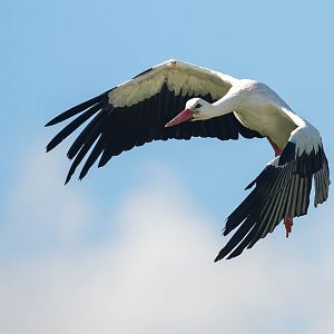 White stork : Whipsnade : 27 Sep 2015
