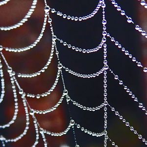 Dew on Spiders Web