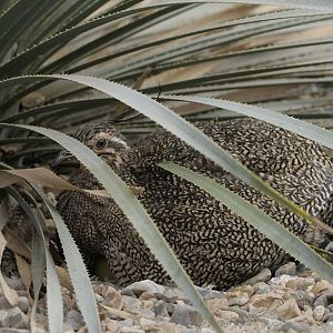 Elegant crested tinamou on nest