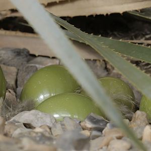 Elegant crested tinamou clutch