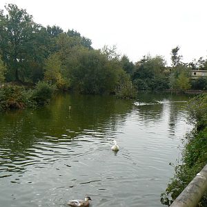 View Of Waterfowl Pond