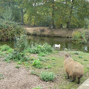Capybara Enclosure
