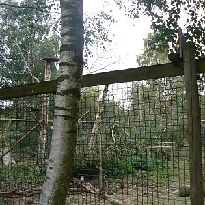 View Of Part Of The Coati Enclosure