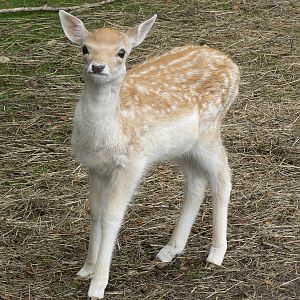 Fallow Deer
