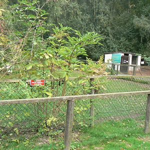 Collared Peccary Enclosure