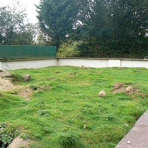 Black-tailed Marmot Enclosure