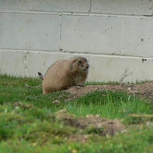 Black-tailed Marmot