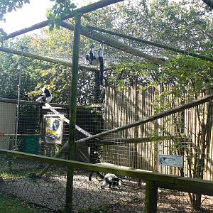 Black and White Ruffed Lemur Enclosure