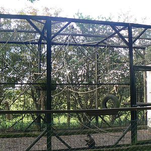Brown Capuchin Enclosure