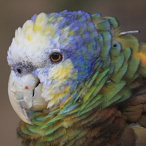 St. Vincent Amazon (Amazona guildingii), October 2015