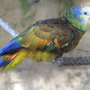 St. Vincent Amazon (Amazona guildingii), October 2015