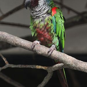 Grey-breasted Conure (Pyrrhura griseipectus), October 2015