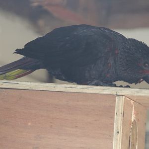 Rajah Lory (Chalcopsitta atra insignis), October 2015