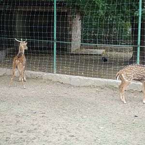 Skopje Zoo 26.9.15