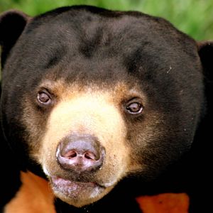 Sun bear; RSCC; 3rd October 2015