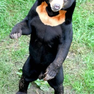 Sun bear; RSCC; 3rd October 2015