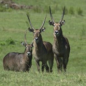 Waterbuck on 37 acre African Plains