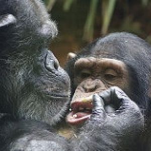 Chimpanzee's sharing a treat