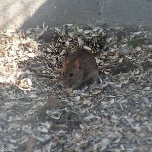 Wild Rodent in a Parrot Aviary