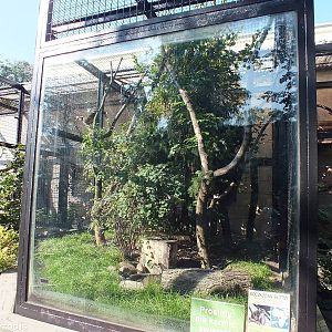 Allen's Swamp Monkey Enclosure