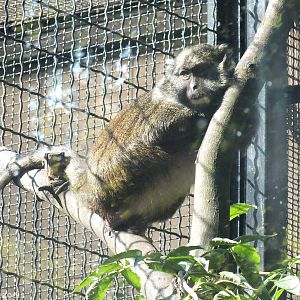 Allen's Swamp Monkey