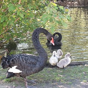 Black Swan Family