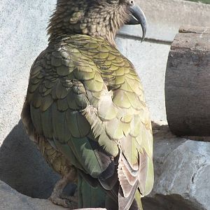 Kea