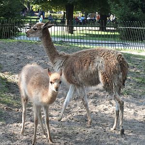 Vicuna Mother with Young