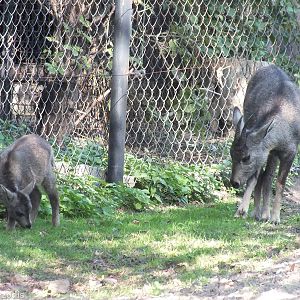 Chinese Goral Mother with Young