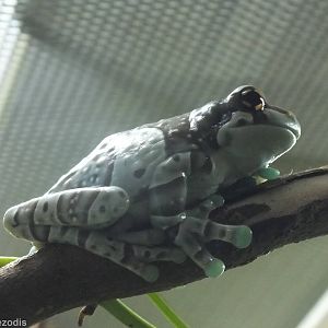 Marbled Tree Frog