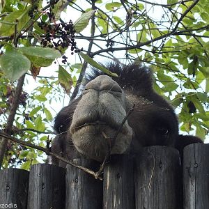 Bactrian Camel Looks Over a Fence