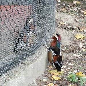 Escaped Mandarin Duck Tries to get Back in
