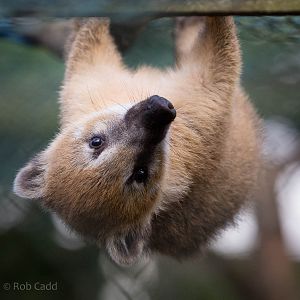 South American coati : Axe Valley : 22 Sep 2015
