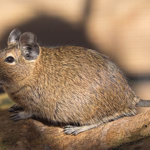 Degu : Axe Valley : 22 Sep 2015