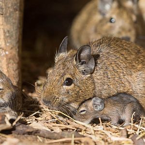 Degu : Axe Valley : 22 Sep 2015