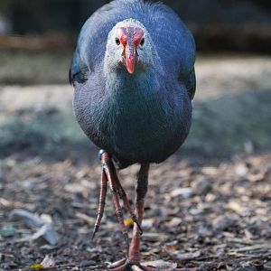 Grey-headed swamphen : Axe Valley : 22 Sep 2015