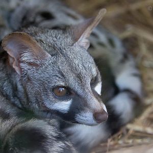 European genet : Axe Valley : 22 Sep 2015