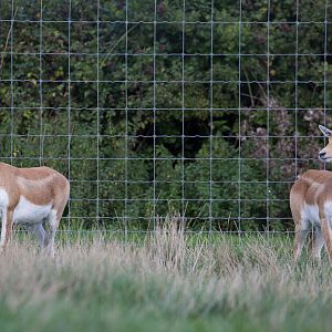 Blackbuck : Axe Valley : 22 Sep 2015