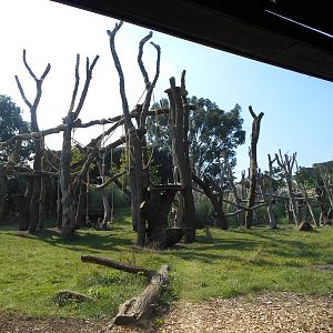 Gorilla Kingdom refurbishment - 04/10/2015