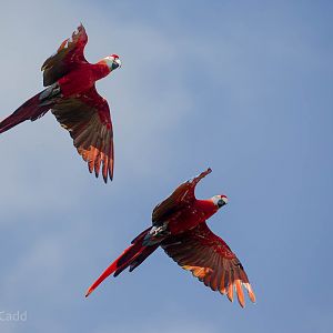 Scarlet macaw : Whipsnade : 27 Sep 2015